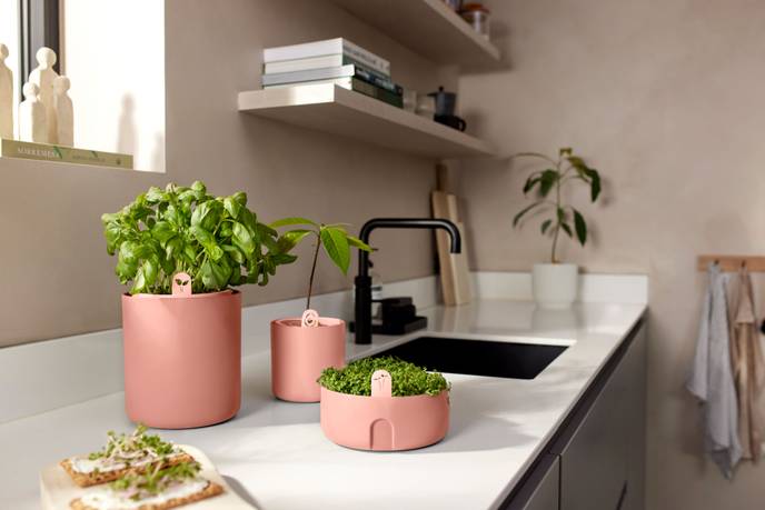 amazing avocado pot mou terra